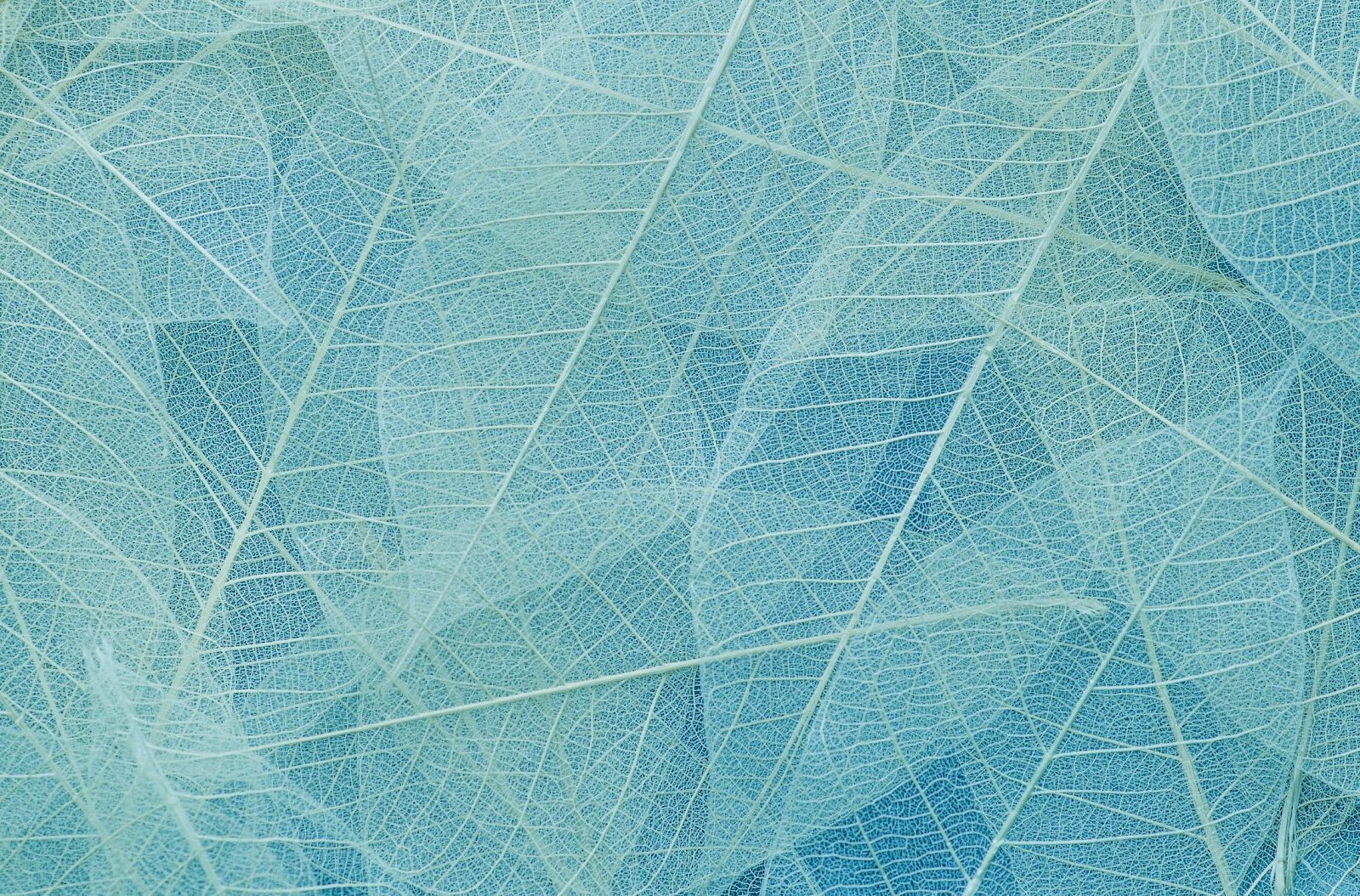 The image shows an abstract pattern of translucent leaves in varying shades of blue and green, creating a delicate and intricate design.