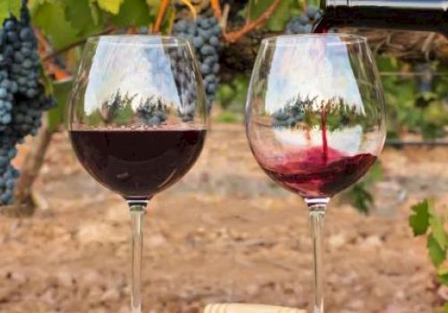 Two wine glasses with red wine in a vineyard setting; one being filled, the other already full, with grapevines in the background.