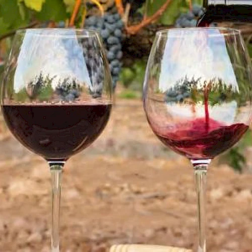Two wine glasses with red wine in a vineyard setting; one being filled, the other already full, with grapevines in the background.