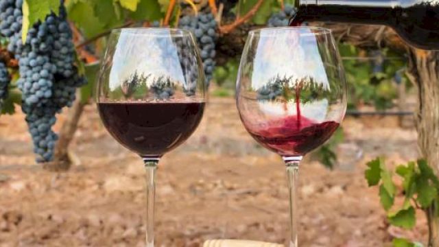 Two wine glasses with red wine in a vineyard setting; one being filled, the other already full, with grapevines in the background.