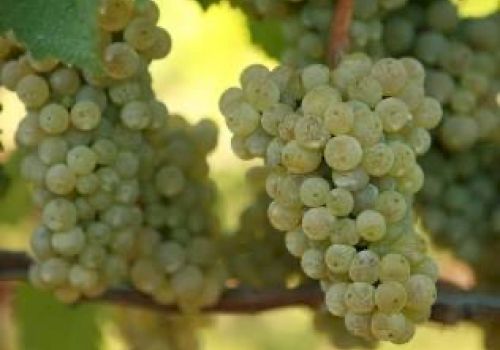 The image shows clusters of green grapes hanging from a vine with green leaves in the background.