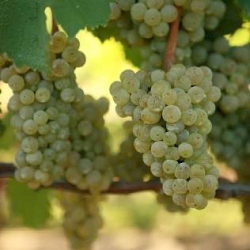 The image shows clusters of green grapes hanging from a vine with green leaves in the background.
