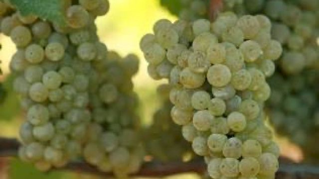 The image shows clusters of green grapes hanging from a vine with green leaves in the background.