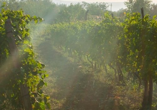 A vineyard at dawn with rows of vines, sunlit leaves, soil paths, and light mist between the poles, creating a calm, misty vineyard scene.
