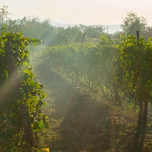 A vineyard at dawn with rows of vines, sunlit leaves, soil paths, and light mist between the poles, creating a calm, misty vineyard scene.