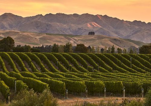 Rows of vineyard vines stretch across rolling hills as a sunset skies glow over distant mountains.