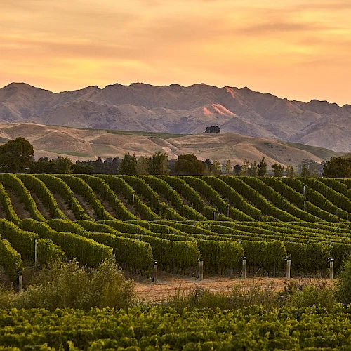 Rows of vineyard vines stretch across rolling hills as a sunset skies glow over distant mountains.