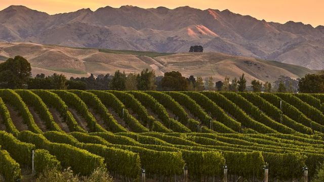 Rows of vineyard vines stretch across rolling hills as a sunset skies glow over distant mountains.