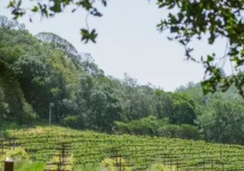 A sunny vineyard path winds between trellises, lush green rows stretching toward a distant forest under leafy branches above.