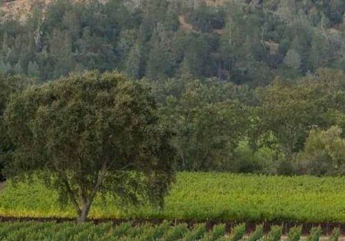 A lush hillside vineyard with rows of grapevines stretching across a valley beneath forested hills and cliffs.
