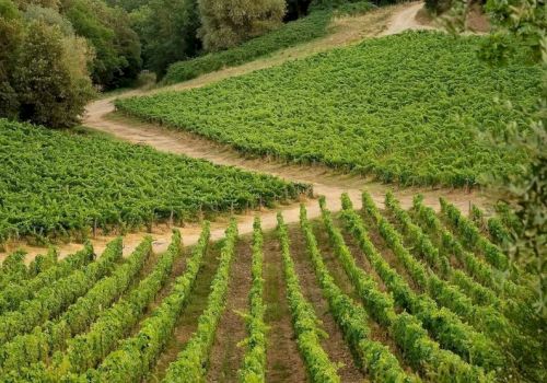 Lush vineyard rows stretch across rolling hills with a winding dirt path and warm sunset sky behind the trees.
